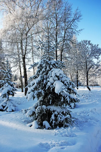Zimní lesy pokryté svěží — Stock fotografie