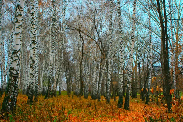 Árvores coloridas com folhagem brilhante no th — Fotografia de Stock