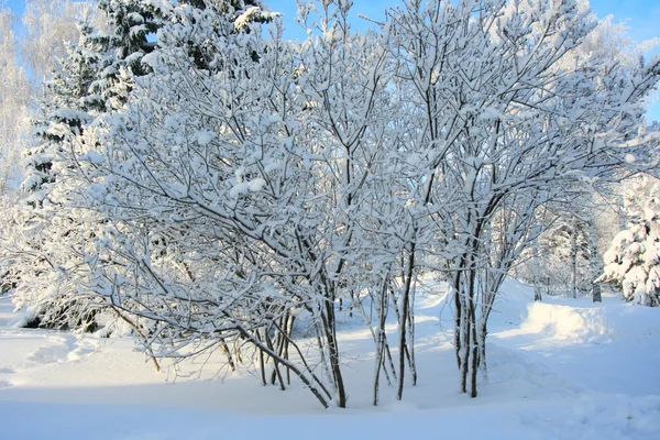 Magische winter bos bedekt met vers — Stockfoto