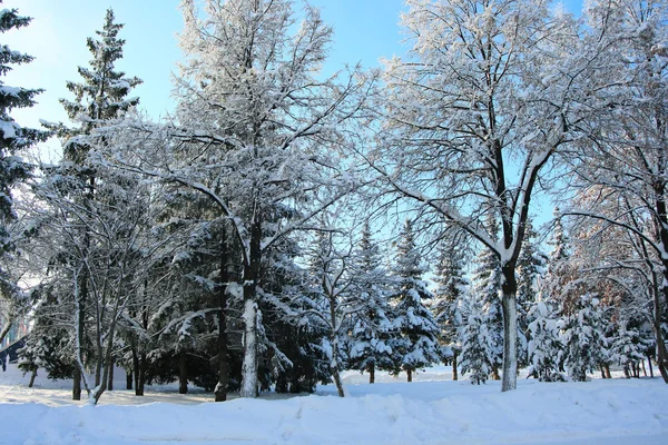 Magische winter bos bedekt met vers — Stockfoto