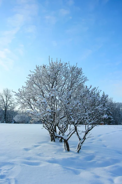 Bois d'hiver magiques couverts de frais — Photo