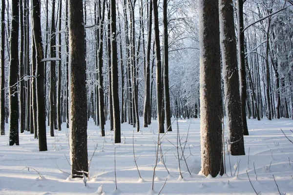 Madeiras mágicas de inverno cobertas de fresco — Fotografia de Stock