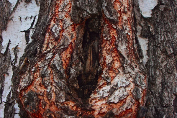 Hueco en el árbol —  Fotos de Stock