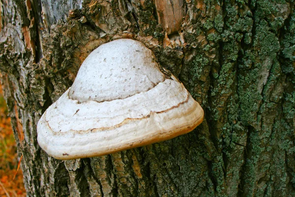 stock image Mushrooms growing in wood under trees