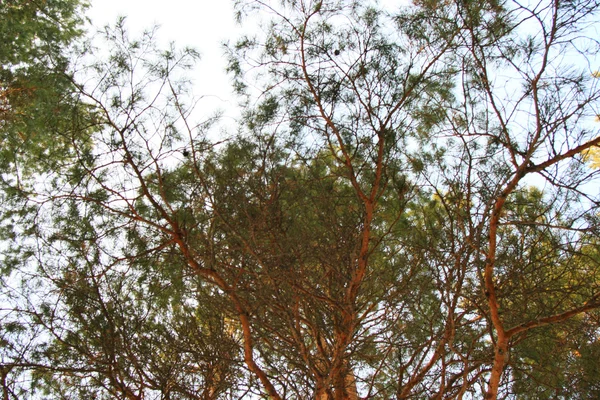 stock image Birches a sight from below