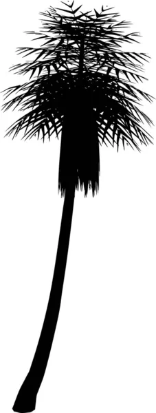 Пальма, чёрная — стоковое фото