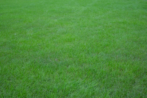 Zelené pozadí trávy — Stock fotografie