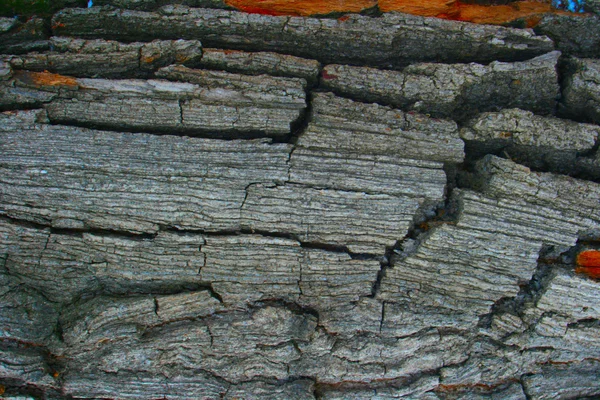 Struktur der Rinde eines Baumes aus nächster Nähe — Stockfoto