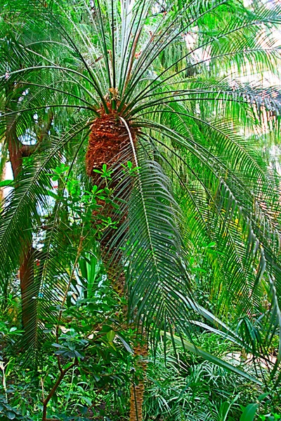 stock image Palm Tree