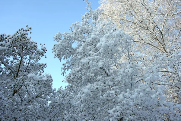 Snow branches in a sunny day — Stock Photo, Image