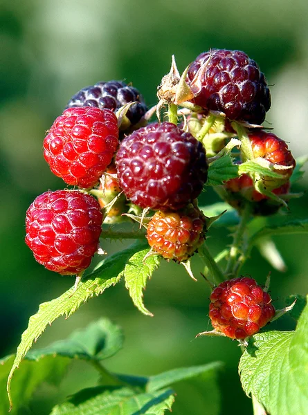 Stock image Raspberry berry