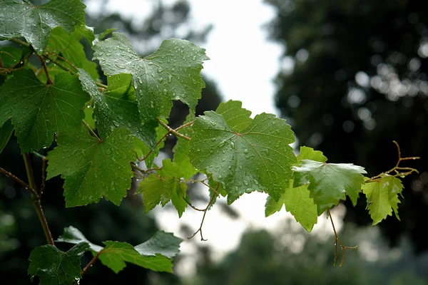 Дощ виноградного листя — стокове фото