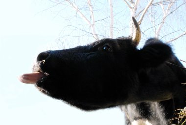 Cow with tongue clipart