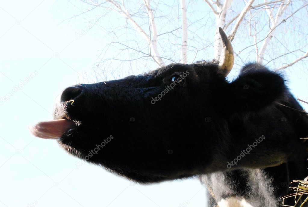 Cow with tongue