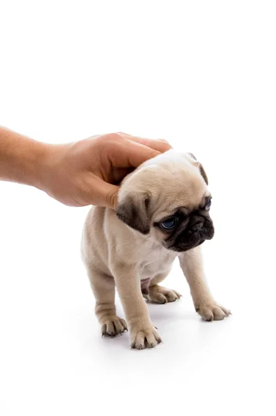Ruka drží malé štěně — Stock fotografie