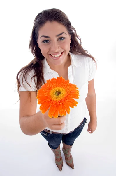 Dziewczyna pokazano gerbera pomarańczowy kwiat — Zdjęcie stockowe