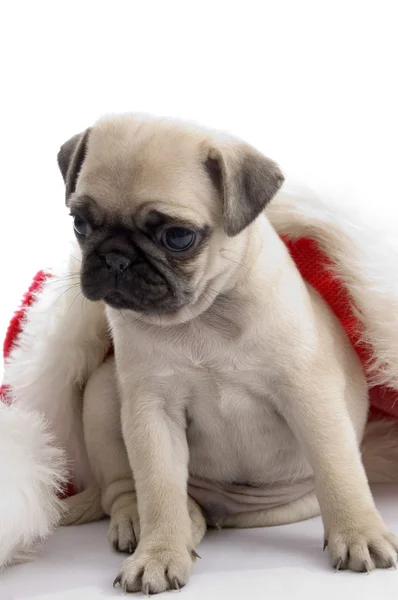 Cute pug with christmas hat — Stock Photo, Image