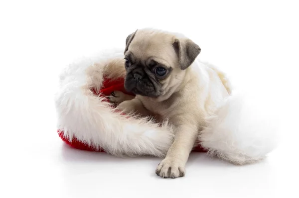 Puppy sitting on christmas hat — Stock Photo, Image