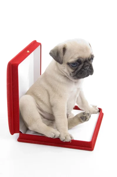 Filhote de cachorro bonito em caixa de colar — Fotografia de Stock