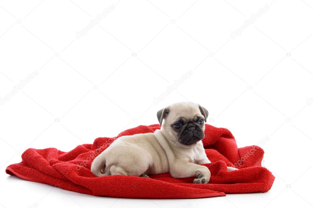 Little puppy sitting on red towel