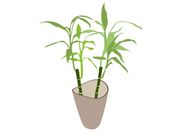 Bambusz növény pot — Stock Fotó