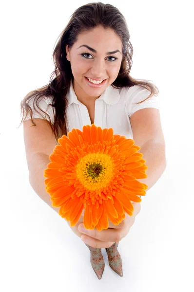 Високий кут зору жінки, що показує квітку — стокове фото