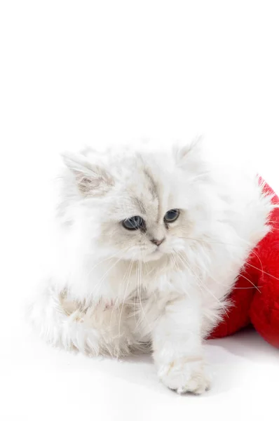 东张西望的可爱白色猫咪 — 图库照片