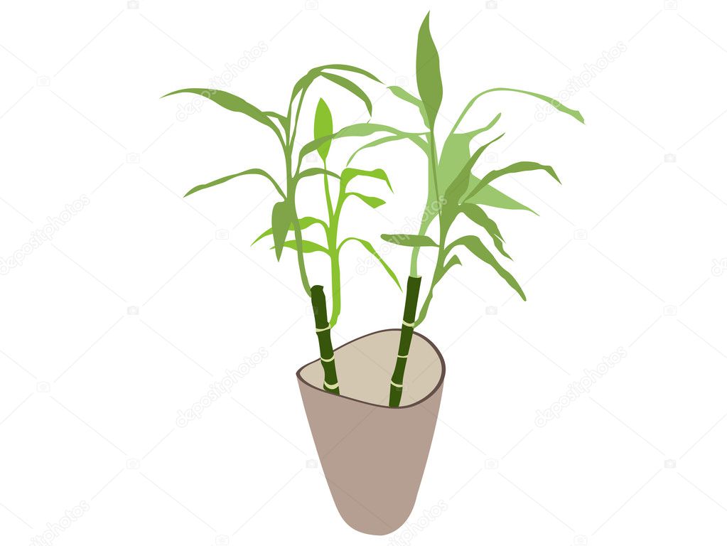 Bamboo plant in pot
