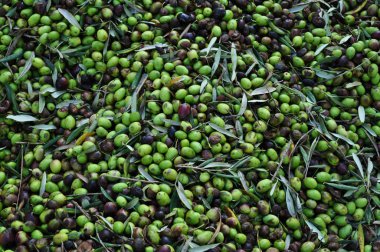 Olive Harvesting clipart