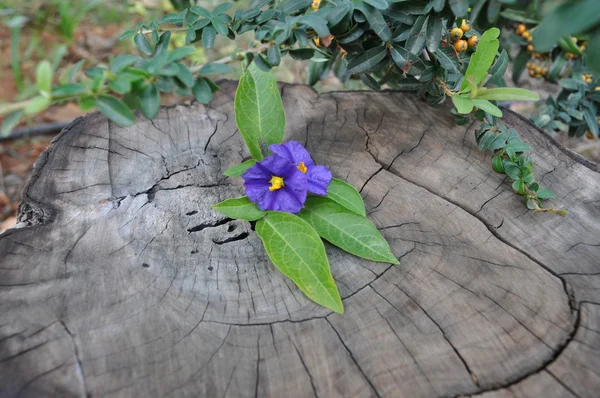 stock image Flowers