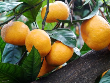 mandarins