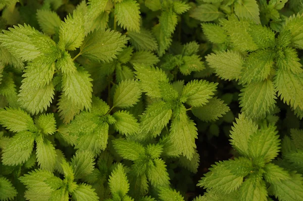 stock image Stinging nettle