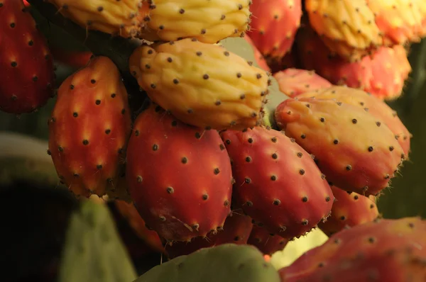Cactus Fruits — Stock Photo, Image