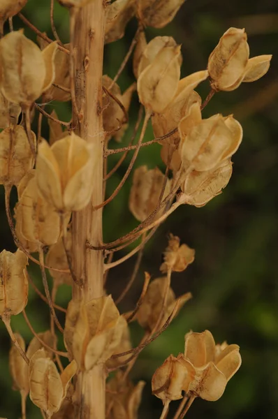 stock image Dry Flowers