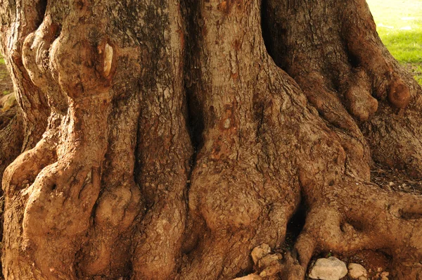 stock image Tree Trunk