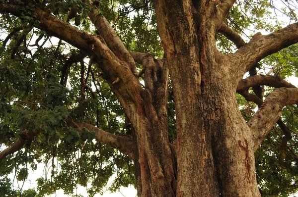 Batang Pohon — Stok Foto