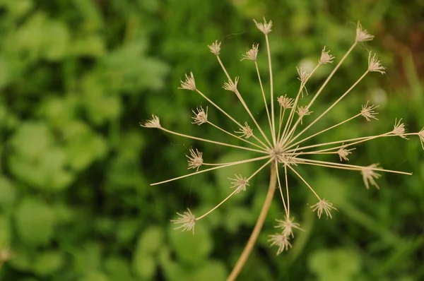 stock image Natural Texture with dry flowers