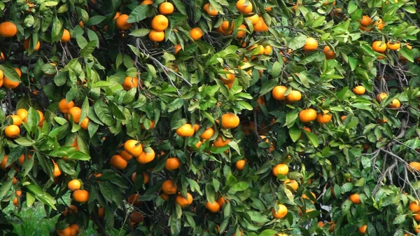 Árboles de mandarín — Foto de Stock