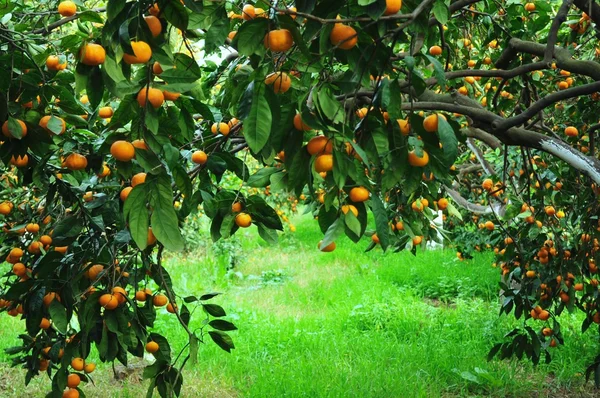 Árvore do mandarim — Fotografia de Stock