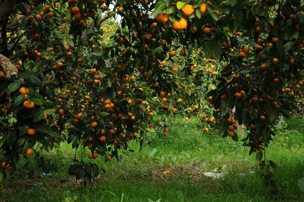 Árvore do mandarim — Fotografia de Stock