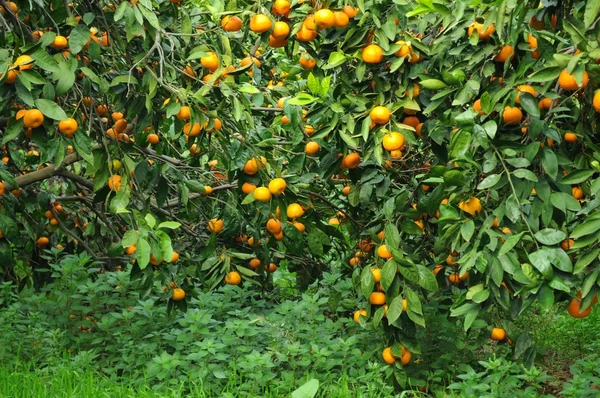 Árvore do mandarim Imagem De Stock