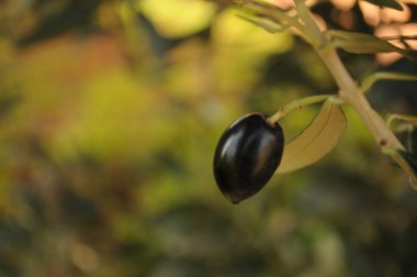 Siyah Zeytin