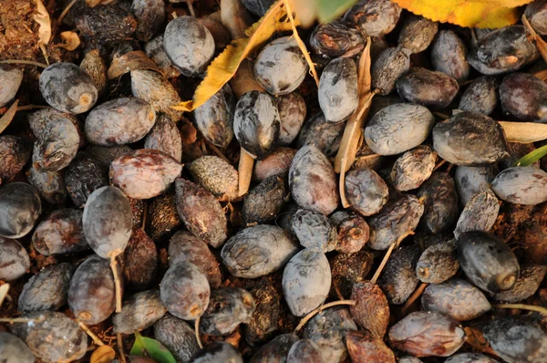 zeminde Siyah Zeytin