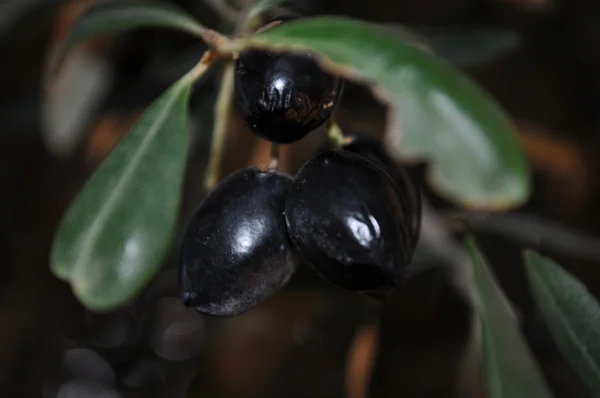 stock image Black Olives