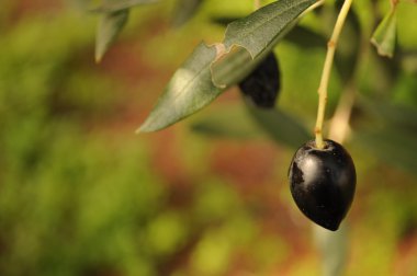 Siyah Zeytin