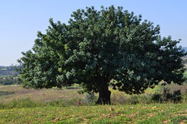 kestane ağacı