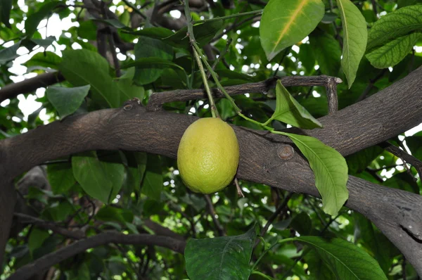 Limón en el árbol —  Fotos de Stock