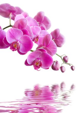 Pink orchid clipart