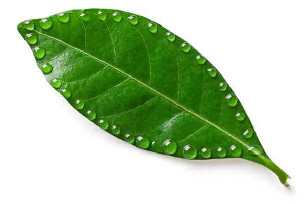 Leaf with a drops — Stock Photo, Image