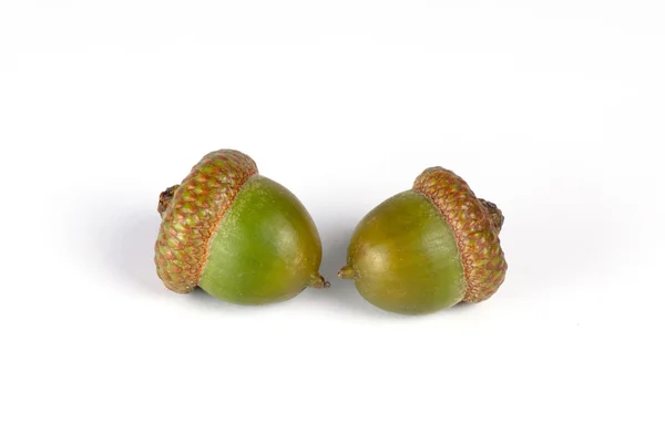 Two oak acorns — Stock Photo, Image